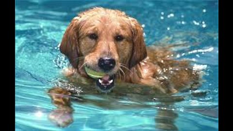 Very Swimming dog