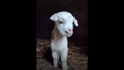 cute animals voice 😁