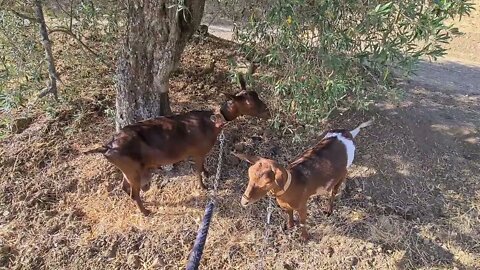 Goats enjoying their morning munch.