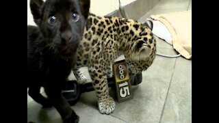 Meet Inti and Killa: Wildlife World Zoo's baby jaguars - ABC15 Digital