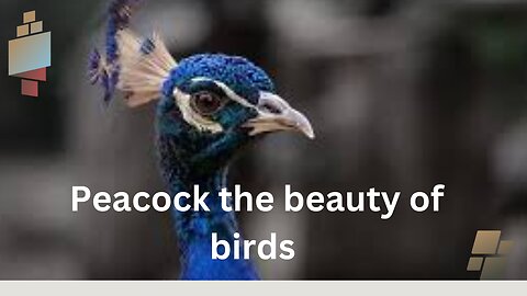 A beautiful bird peacock in world