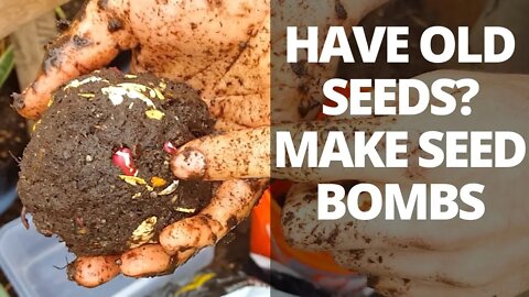 How to Make Seed Bombs: Use Old Seeds