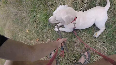 Little Labrador puppy doesn't want to give me the stick