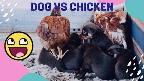 dog vs chicken 2021