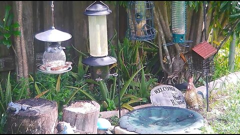 Florida Bird Feeder SWFL Live Camera HD