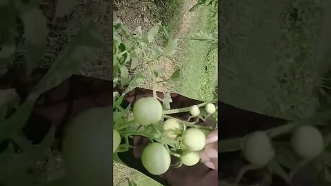 tomato 🍅 framing in India