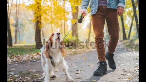 This is how you teach dogs to bark at specific strangers with few simple tricks