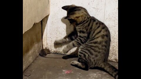 😼 Tabby Cat Toying with a Mouse—Mouse Has Had Enough! 🐭💀