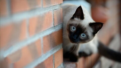 Very Cute Siamese Kittens Playing.