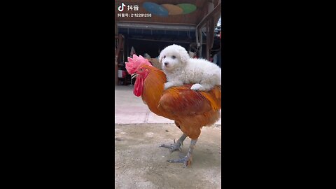 Funny Puppy And Hen