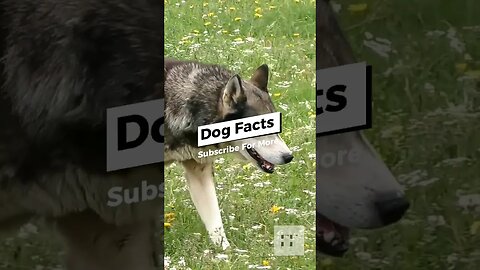 Dog Facts - I Bet You Don't Know 🐶😜😉 #dogs #doglovers #dogfacts #dogsofinstagram #dogshorts #shorts