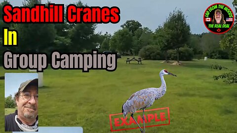 08-13-24 - Sauble Beach Camping Trip - Sand Hill Cranes In Group Camping - Part-6