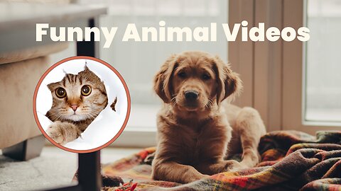 Funniest Cat And Dogs 😂 Funny Animal Videos 2024#3