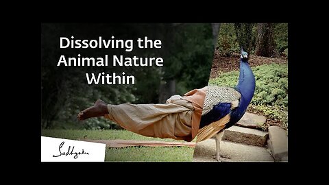 Dissolving the Animal Nature Within | International Day Of Yoga