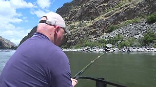 Chasing Hells Canyon Sturgeon