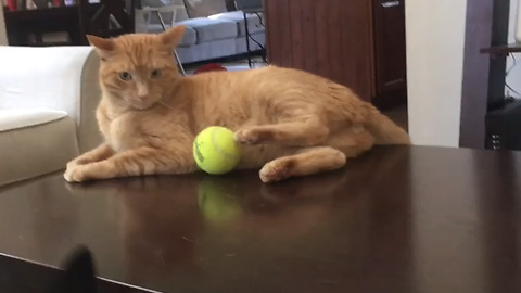 Hilarious Video Of A Cat Pranking A Dog