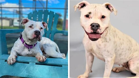 Hurricane Ian pushed this ‘Snow White’ dog from Florida to New Jersey — now she needs a home