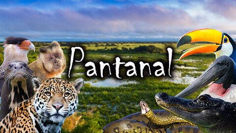 Marcus Viana - Pantanal Mato Grosso - Brazil-