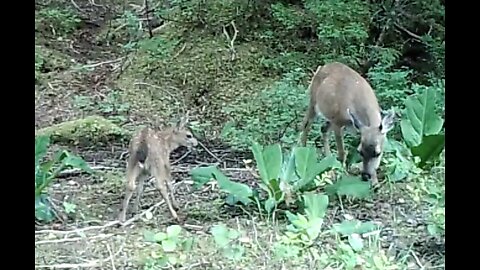 Playful Fawn