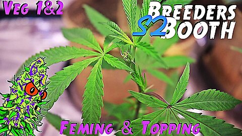 Breeders Booth S2 Ep. 2 | Veg Weeks 1 & 2 | Feming & Topping Cannabis￼ Plants