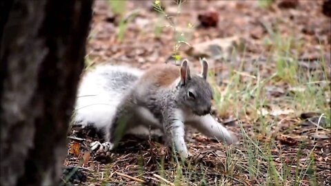 Squirrels in the Woods