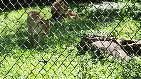 my day hanging out with tigers