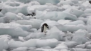 Pinguino un po' goffo cerca di camminare sul ghiaccio