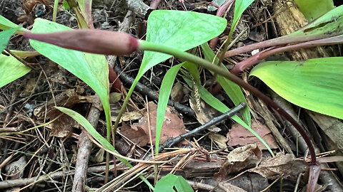 Foraging Wild Leeks- Part 3