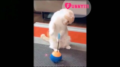 Funny and cute animal mix