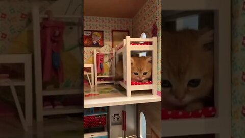 #shorts Смешные Коты Из Тик Тока 202 Funny Cats From Tiktok