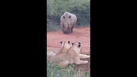 3 Lions Vs Rhino