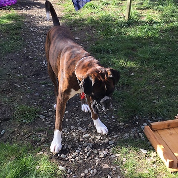 Mylo the Boxer chasing light reflection