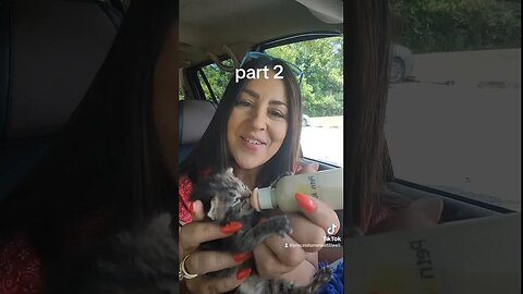 Rescue kitten pick up part 2