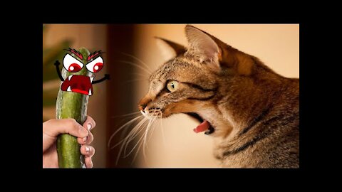 How to make a prank with your cat? Funny videos