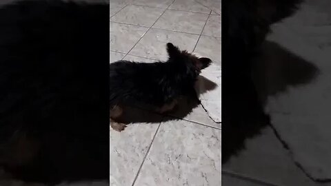 Cachorro companheiro do Robertao de Promissão brincando com o tapete #shorts