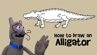 How to Draw an Alligator