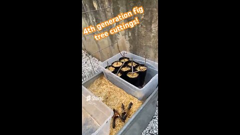 Fig tree cuttings! #garden #gardening # #organic #containergardening #figtree #diy