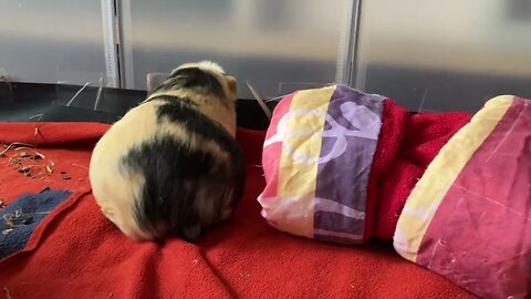 Guinea pigs and the moving tunnel