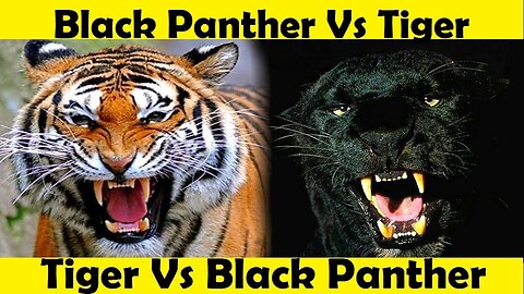 Tiger Vs Black Panther. Panther Attack Tiger.(Tutorial Video)