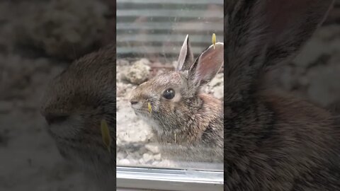 poor rabbit stuck in window sill.