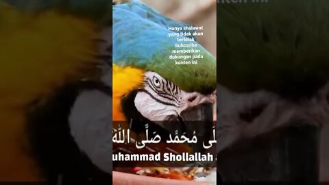 Shalawat nabi yang tidak akan tertolak II Akan mendapat syafaat diakhirat kelak bagi yang mengamalka