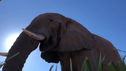 This Big Bull Came For Breakfast