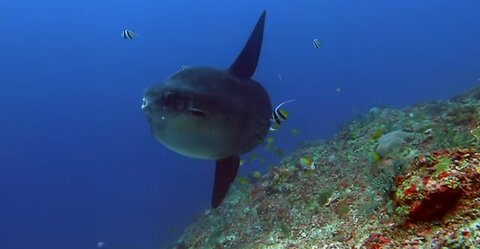 moon fish, beautiful diving 🤿