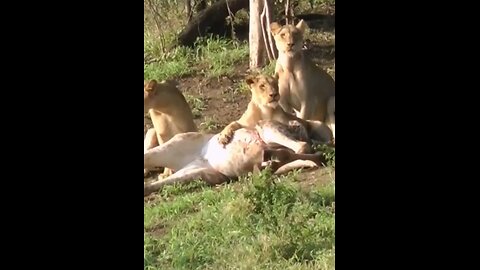 Lions attack a giraffe #wildlifemagictv#wildlife#animals#nature