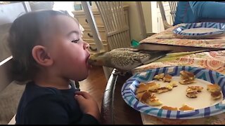 Little children and small bird how to eating together