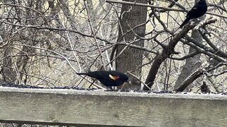 Beautiful red tipped Black Birds