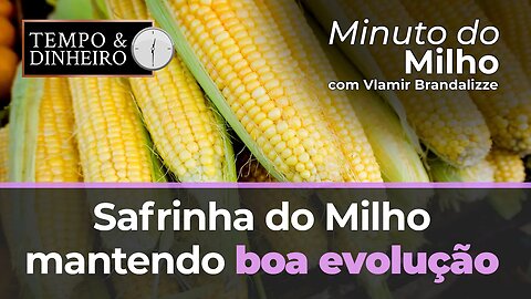 Safrinha do Milho mantendo boa evolução