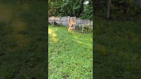 Great Dane Goofballs!🚨❤️😂 #shortsvideo #dog #puppy #update #breakingnews #doglover #happy #love