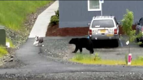 Un orso nero insegue un cane in città