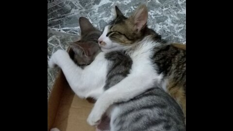 Two cute kittens sleeping in each other's arms